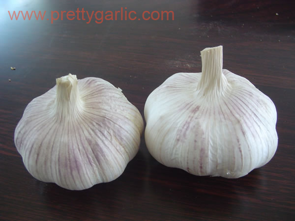 China Garlic