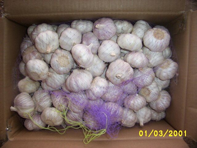 storing garlic